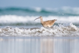 Mei eBirder van de maand-uitdaging