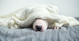 Alles wat u moet weten, volgens een dierenarts – Dogster