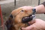 De beste natuurlijke manieren om zich te ontdoen van vlooien bij honden