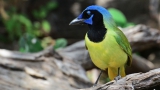 Birding Festivals en evenementen |  Alles over vogels Alles over vogels